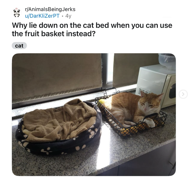 r/Animals Being Jerks u/DarkliZerPT • 4y Why lie down on the cat bed when you can use the fruit basket instead? cat >