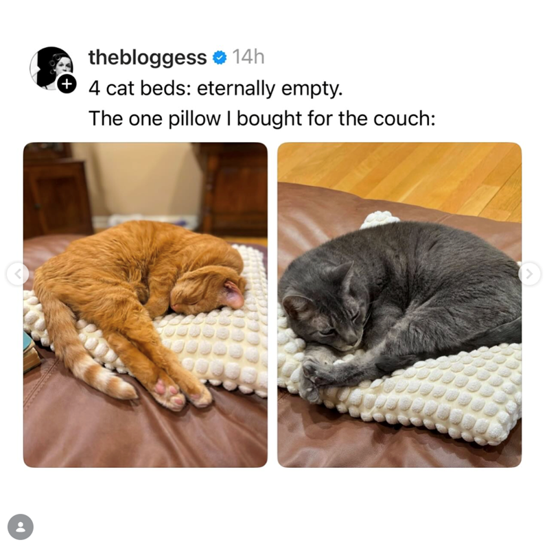 < thebloggess 14h + 4 cat beds: eternally empty. The one pillow I bought for the couch: