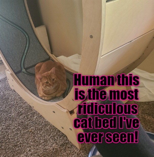 Cheezburger Image 10625926144