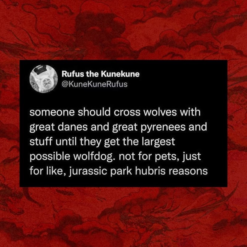 Rufus the Kunekune @KuneKuneRufus someone should cross wolves with great danes and great pyrenees and stuff until they get the largest possible wolfdog. not for pets, just for like, jurassic park hubris reasons