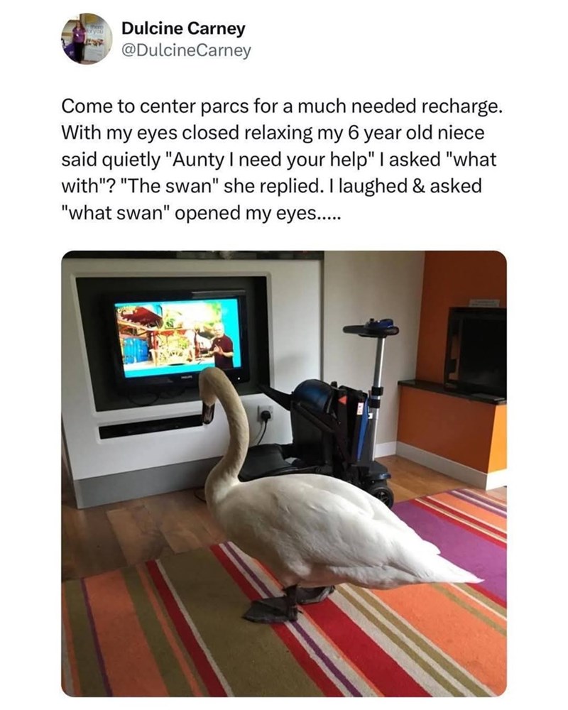 Dulcine Carney @DulcineCarney Come to center parcs for a much needed recharge. With my eyes closed relaxing my 6 year old niece said quietly "Aunty I need your help" I asked "what with"? "The swan" she replied. I laughed & asked "what swan" opened my eyes.....