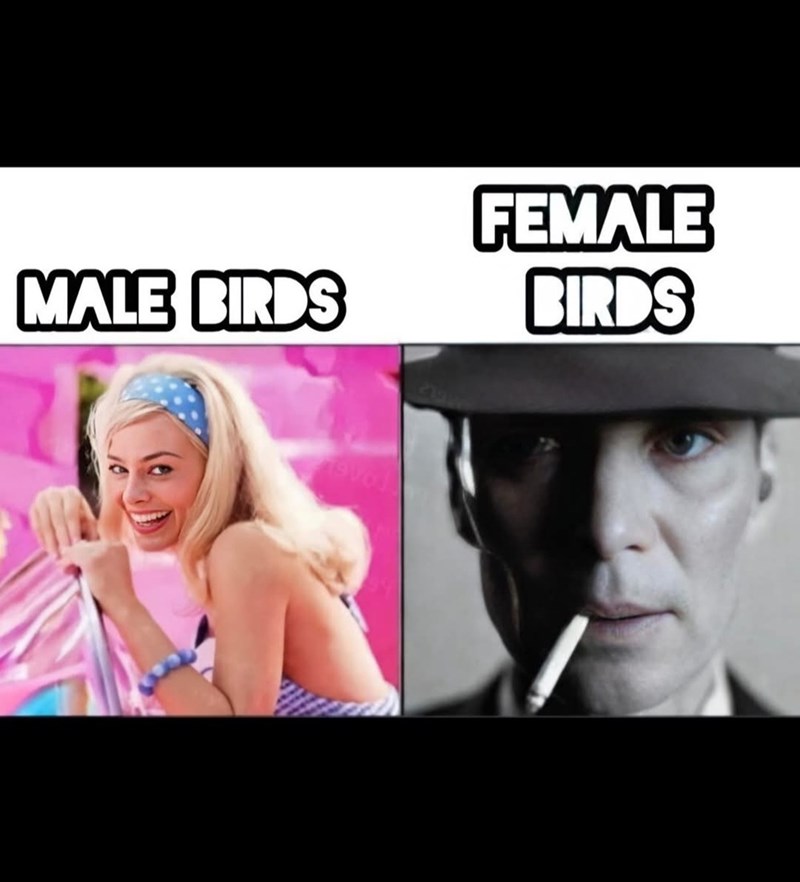 MALE BIRDS FEMALE BIRDS evol