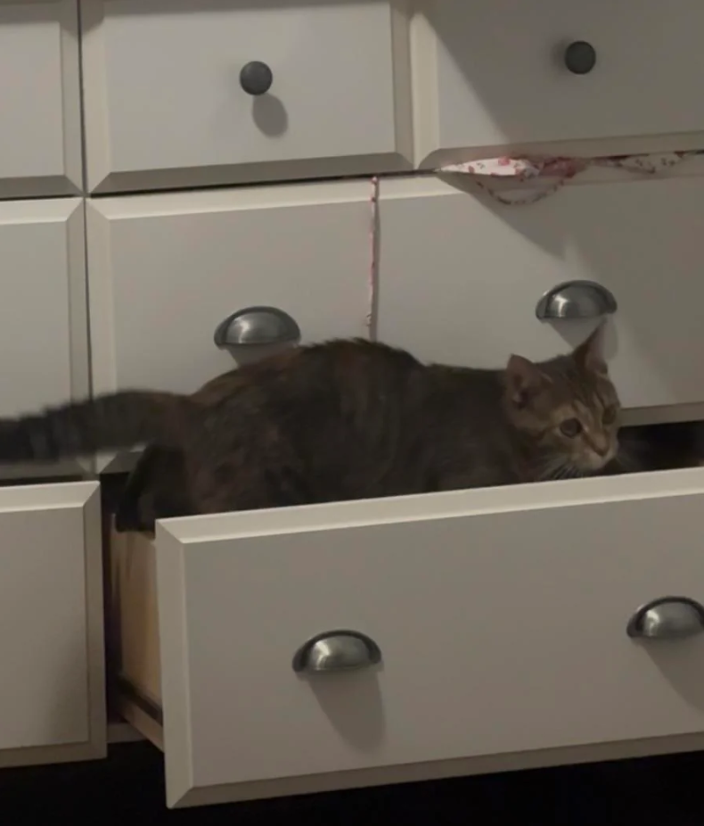 Cheezburger Image 10625994240