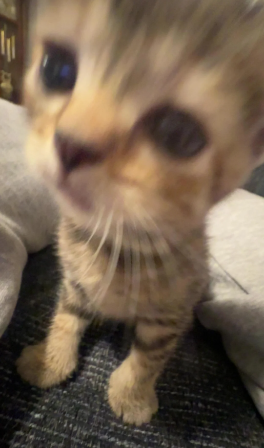 Cheezburger Image 10625995264