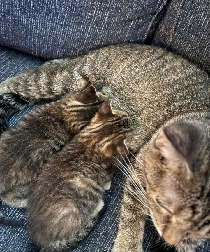 Cheezburger Image 10625995520