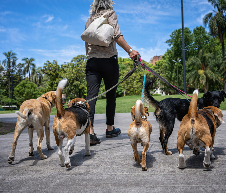 Woman walking five dogs at the same time. 