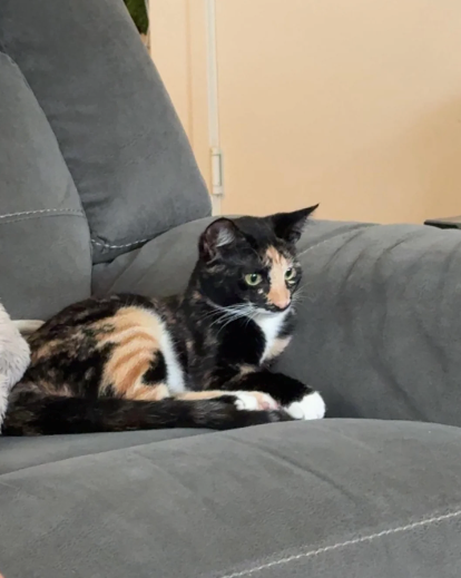 Cheezburger Image 10626009344