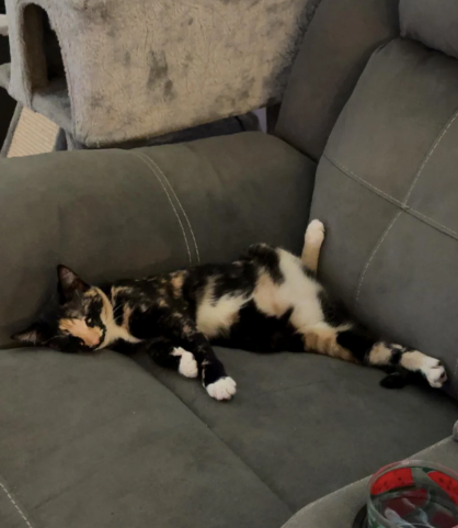 Cheezburger Image 10626009600