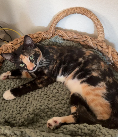 Cheezburger Image 10626009856