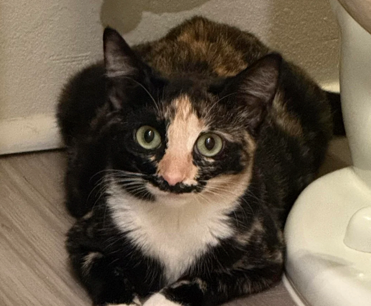 Cheezburger Image 10626012672