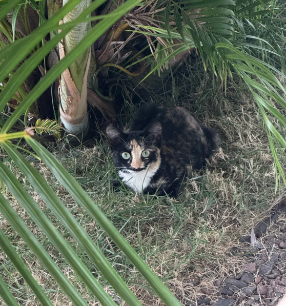 Cheezburger Image 10626013952