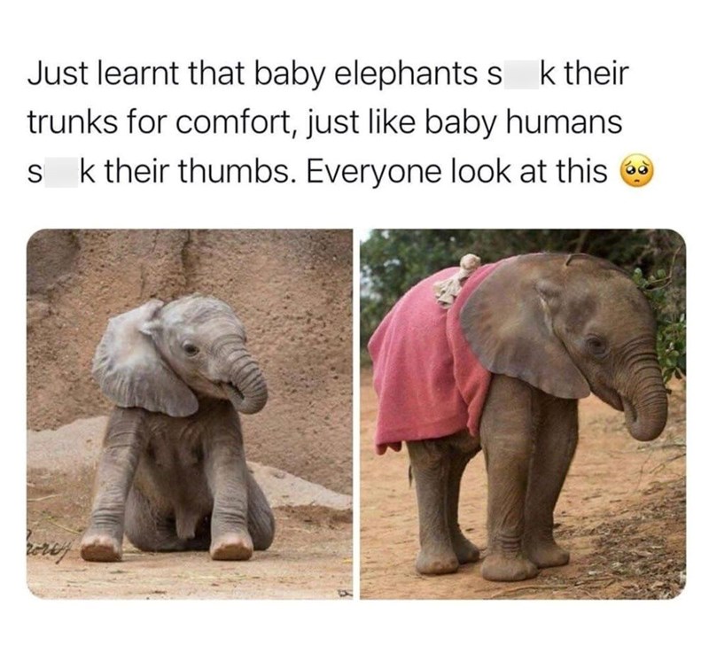 k their Just learnt that baby elephants s trunks for comfort, just like baby humans. S k their thumbs. Everyone look at this