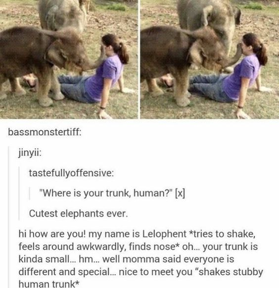 bassmonstertiff: jinyii: tastefullyoffensive: "Where is your trunk, human?" [x] Cutest elephants ever. hi how are you! my name is Lelophent *tries to shake, feels around awkwardly, finds nose* oh... your trunk is kinda small... hm... well momma said everyone is different and special... nice to meet you "shakes stubby human trunk*