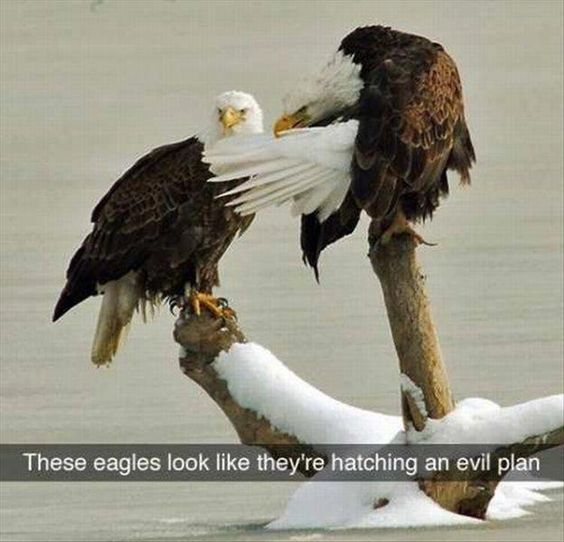 These eagles look like they're hatching an evil plan