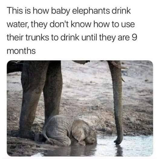 This is how baby elephants drink water, they don't know how to use their trunks to drink until they are 9 months