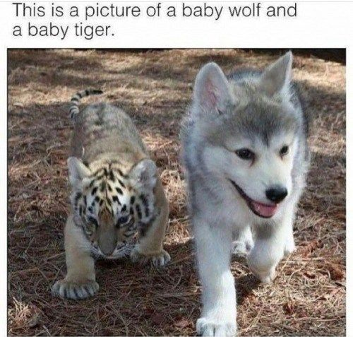 This is a picture of a baby wolf and a baby tiger.