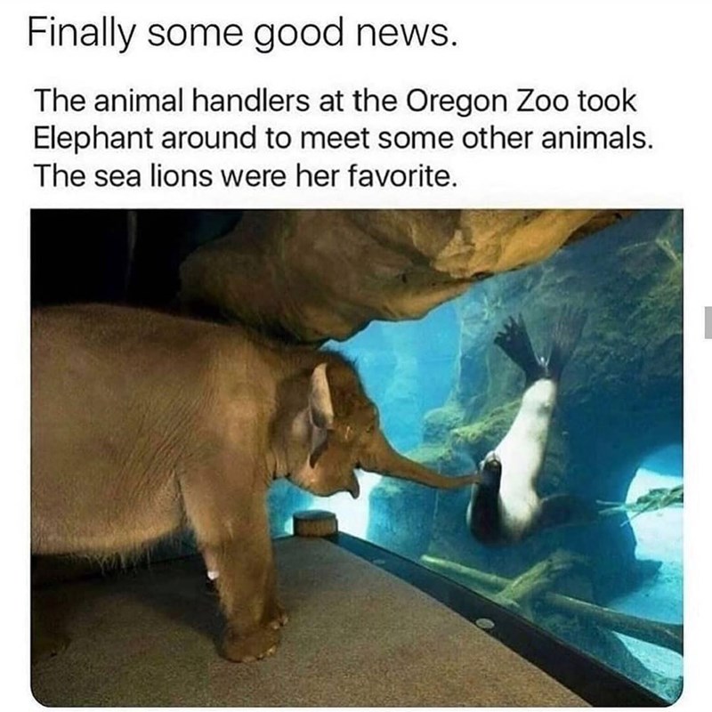 Finally some good news. The animal handlers at the Oregon Zoo took Elephant around to meet some other animals. The sea lions were her favorite.