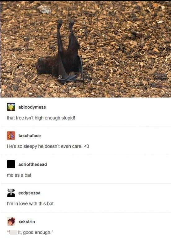 abloodymess that tree isn't high enough stupid! taschaface He's so sleepy he doesn't even care. <3 adriofthedead me as a bat ecdysozoa I'm in love with this bat "f xekstrin it, good enough."