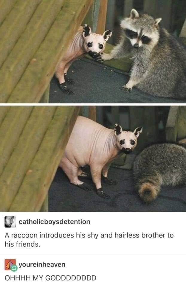 catholicboysdetention A raccoon introduces his shy and hairless brother to his friends. youreinheaven OHHHH MY GODDDDDDDD