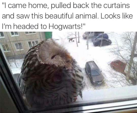 "I came home, pulled back the curtains and saw this beautiful animal. Looks like I'm headed to Hogwarts!"