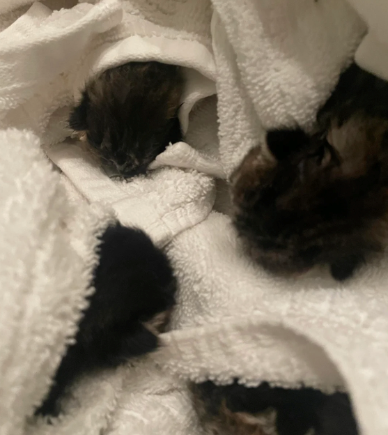 Cheezburger Image 10626020096