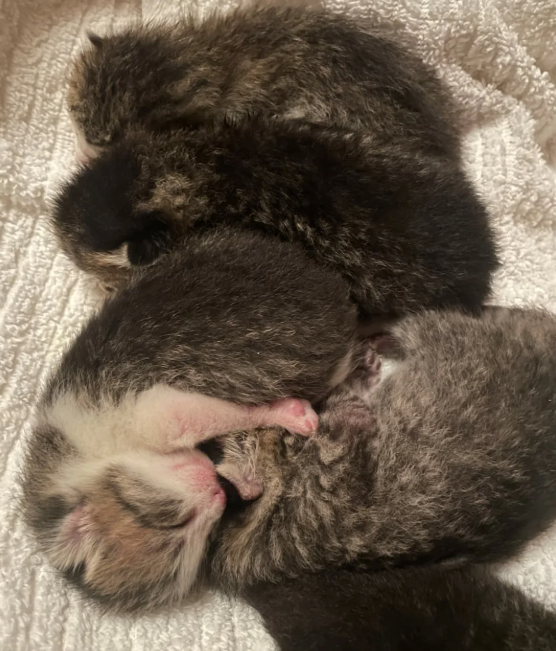 Cheezburger Image 10626020352