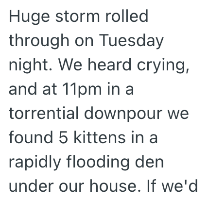 Huge storm rolled through on Tuesday night. We heard crying, and at 11pm in a torrential downpour we found 5 kittens in a rapidly flooding den under our house. If we'd