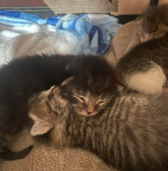 Cheezburger Image 10626020864