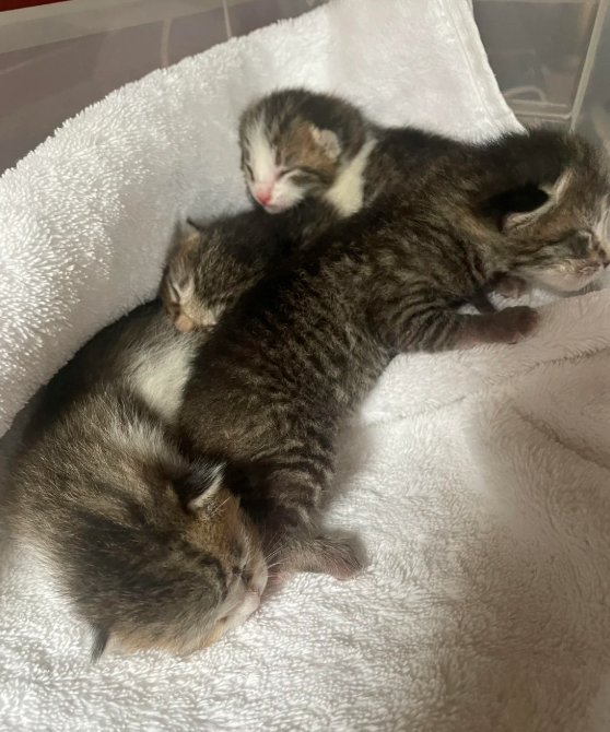 Cheezburger Image 10626021376