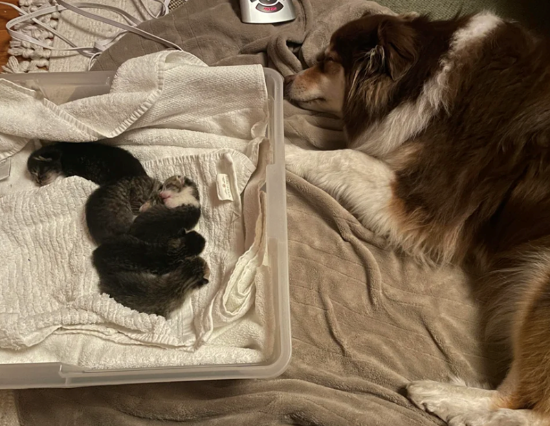 Cheezburger Image 10626021888