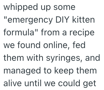 whipped up some "emergency DIY kitten formula" from a recipe we found online, fed them with syringes, and managed to keep them alive until we could get