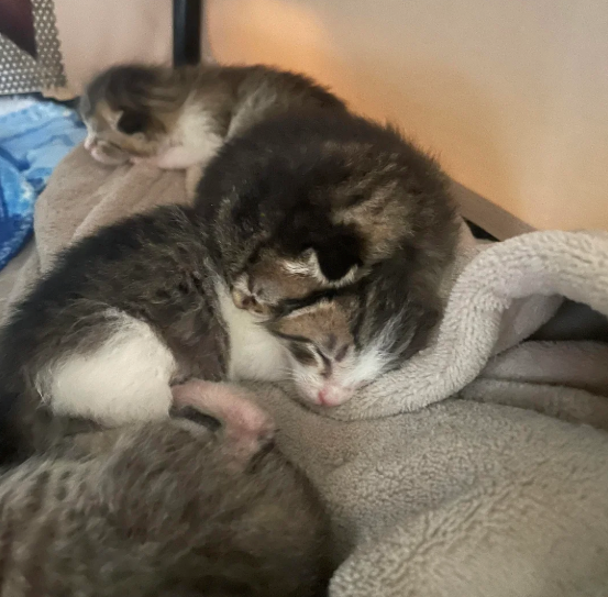 Cheezburger Image 10626023936