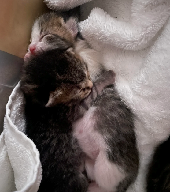 Cheezburger Image 10626024448