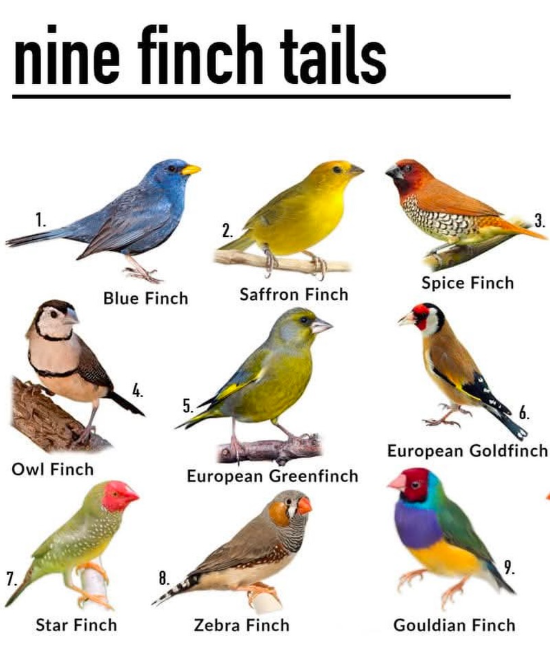 7. nine finch tails 1. 2. Spice Finch Blue Finch Saffron Finch 4. 5. 3. 6. European Goldfinch Owl Finch European Greenfinch Star Finch 8. 9. Zebra Finch Gouldian Finch