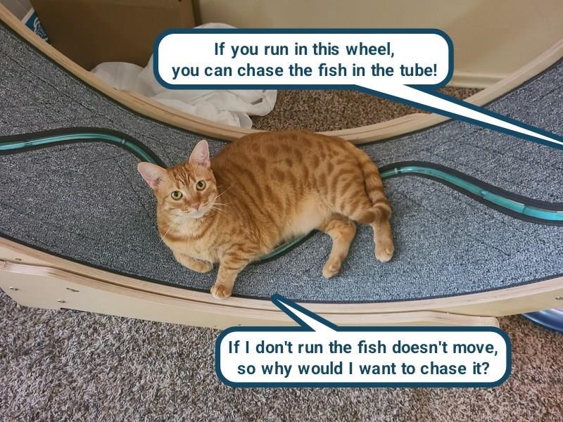 Cheezburger Image 10626055936