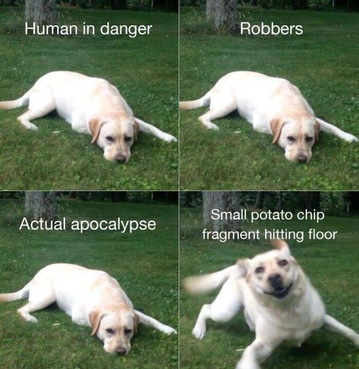 Human in danger Robbers Actual apocalypse Small potato chip fragment hitting floor