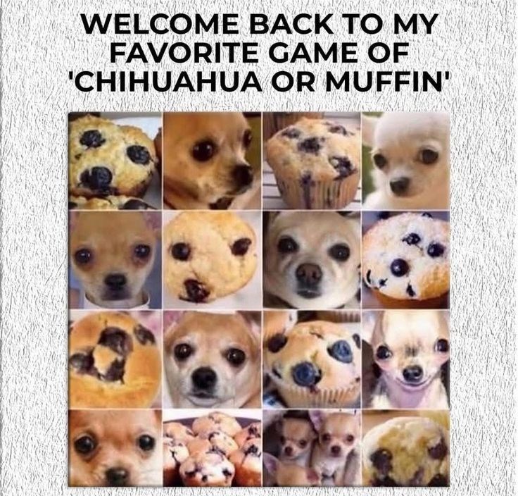 WELCOME BACK TO MY FAVORITE GAME OF 'CHIHUAHUA OR MUFFIN'