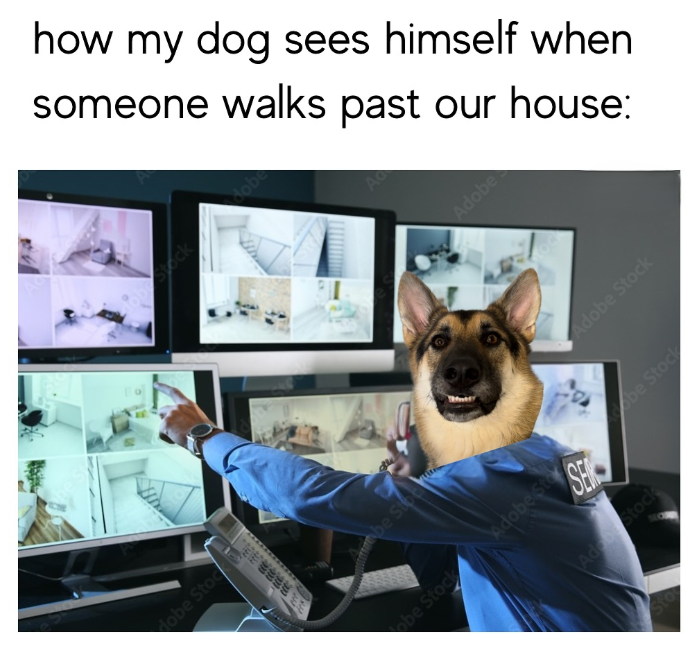 Hobe Stoc how my dog sees himself when someone walks past our house: mbe Stoe dobe A Adobe Sto obe Stock SER Ad Stock Adobe Adobe Stock obe Stock