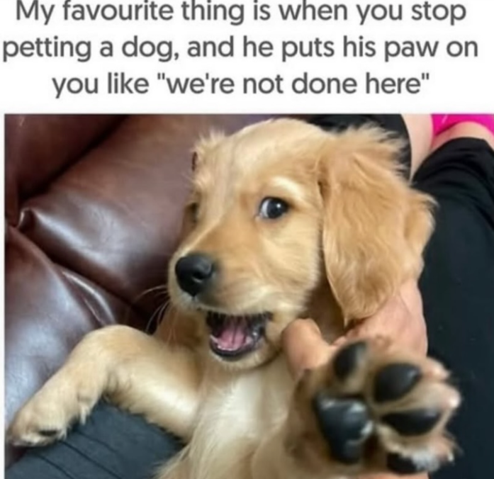 My favourite thing is when you stop petting a dog, and he puts his paw on you like "we're not done here"