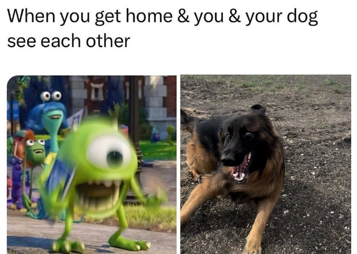 When you get home & you & your dog see each other