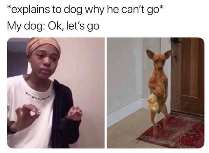 *explains to dog why he can't go* My dog: Ok, let's go