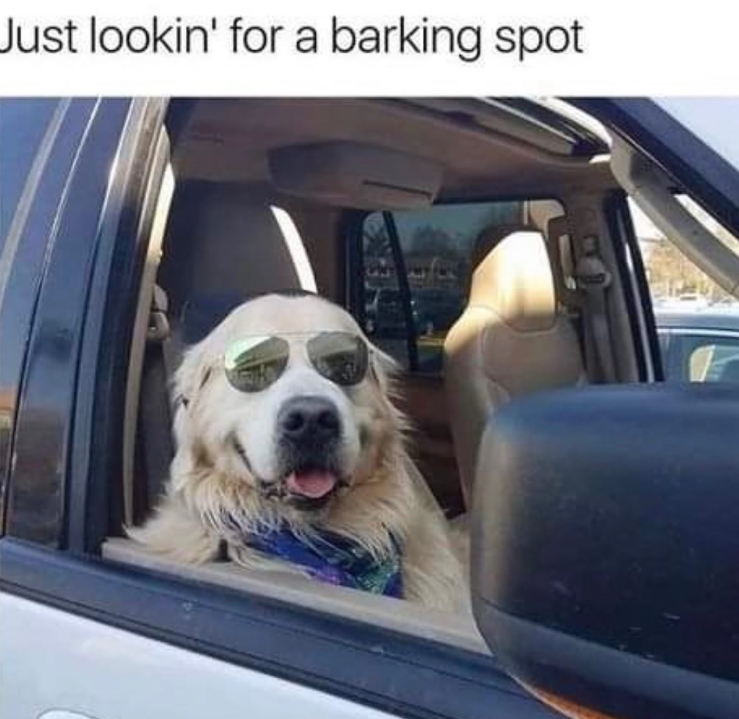 Just lookin' for a barking spot