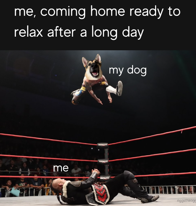me, coming home ready to relax after a long day my dog me MPACTI IMPACTI riggstheogg