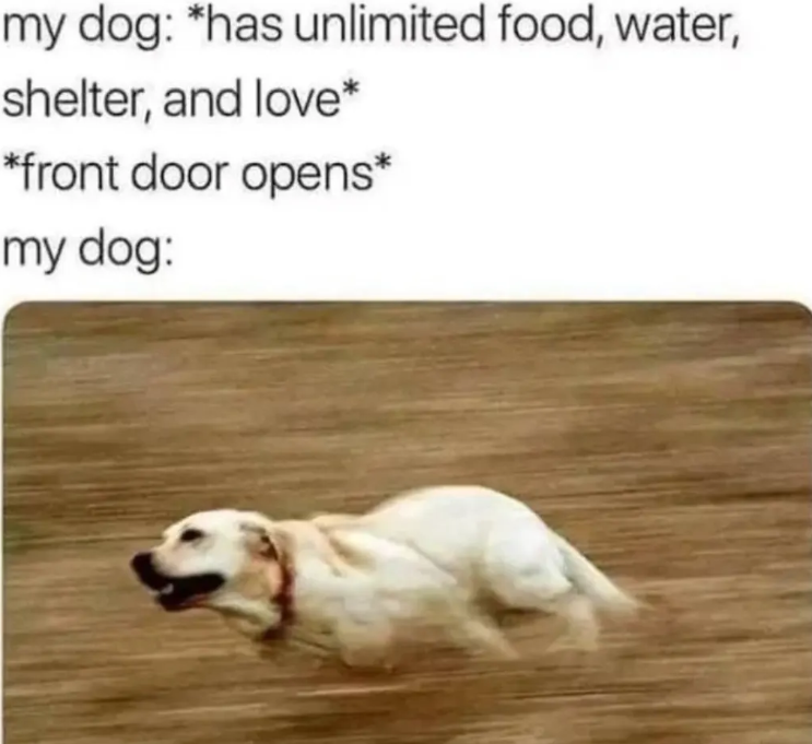 my dog: *has unlimited food, water, shelter, and love* *front door opens* my dog: