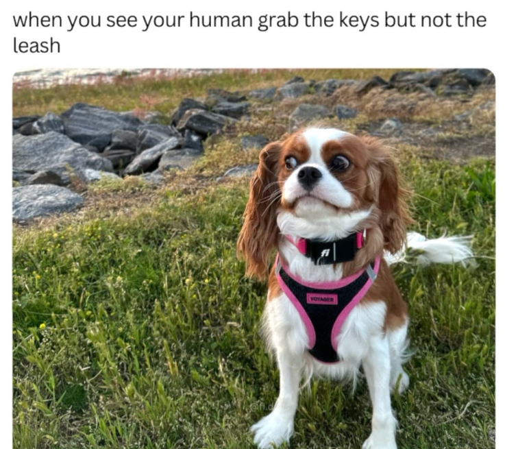 when you see your human grab the keys but not the leash VOYAGER