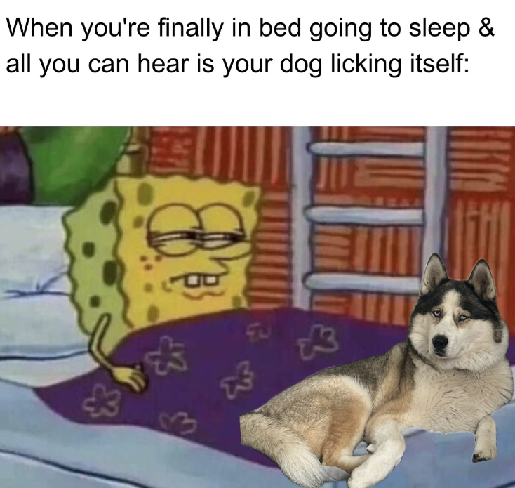 When you're finally in bed going to sleep & all you can hear is your dog licking itself: E 3