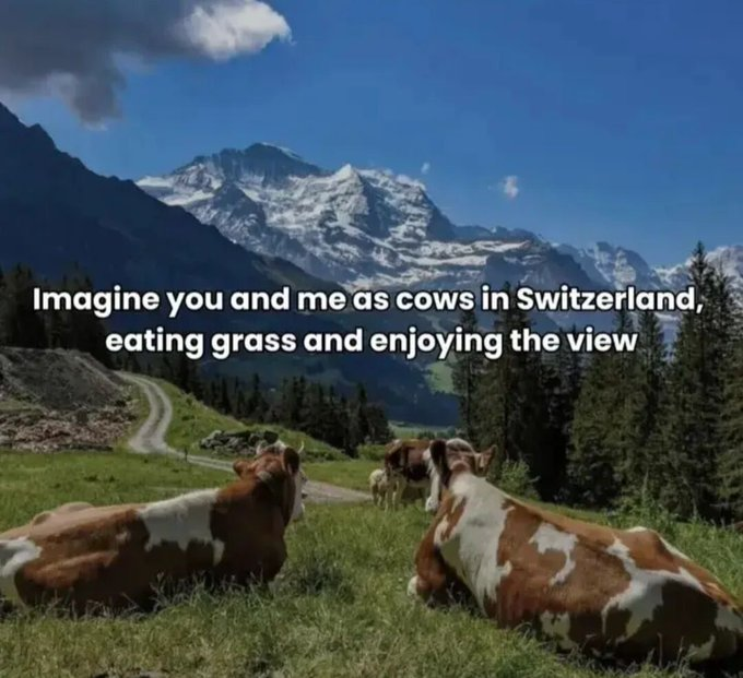 Imagine you and me as cows in Switzerland, eating grass and enjoying the view