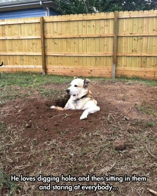 He loves digging holes and then sitting in them and staring at everybody...