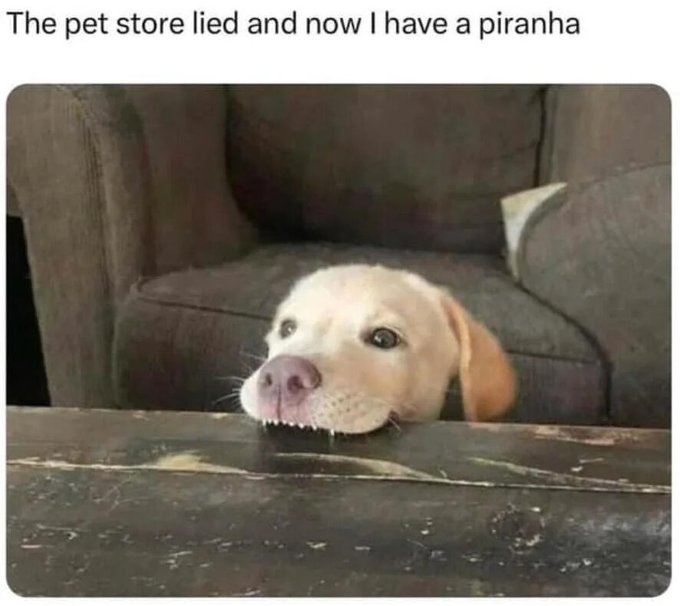 The pet store lied and now I have a piranha