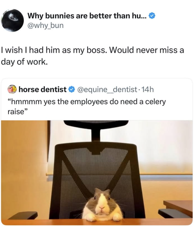 Why bunnies are better than hu... @why_bun I wish I had him as my boss. Would never miss a day of work. horse dentist @equine_dentist. 14h "hmmmm yes the employees do need a celery raise"